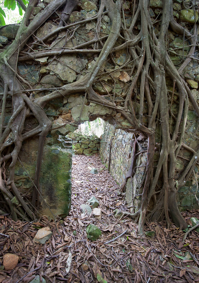 Strangler Figs, Ft. Dorthea