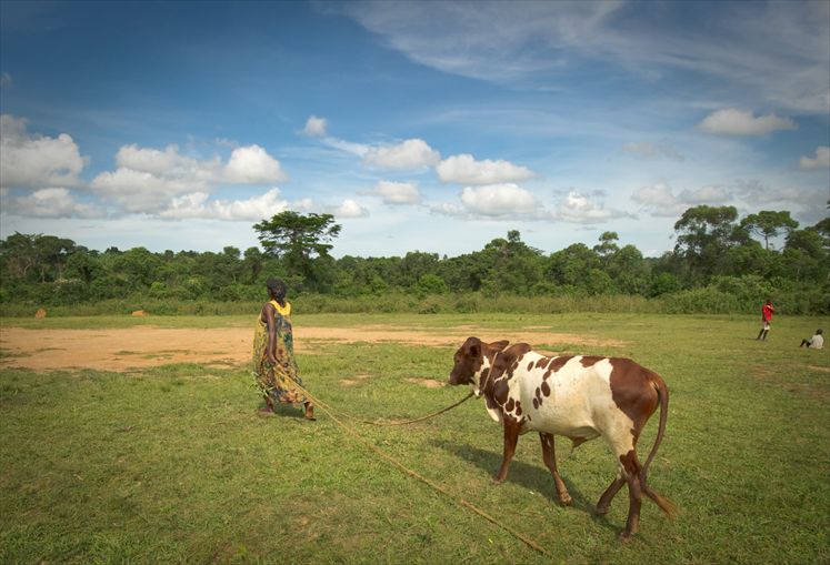 To pasture