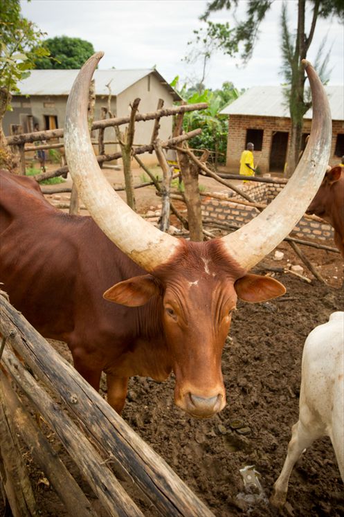 Domestic cattle,