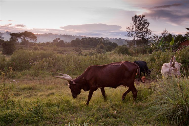 Grazing cattle